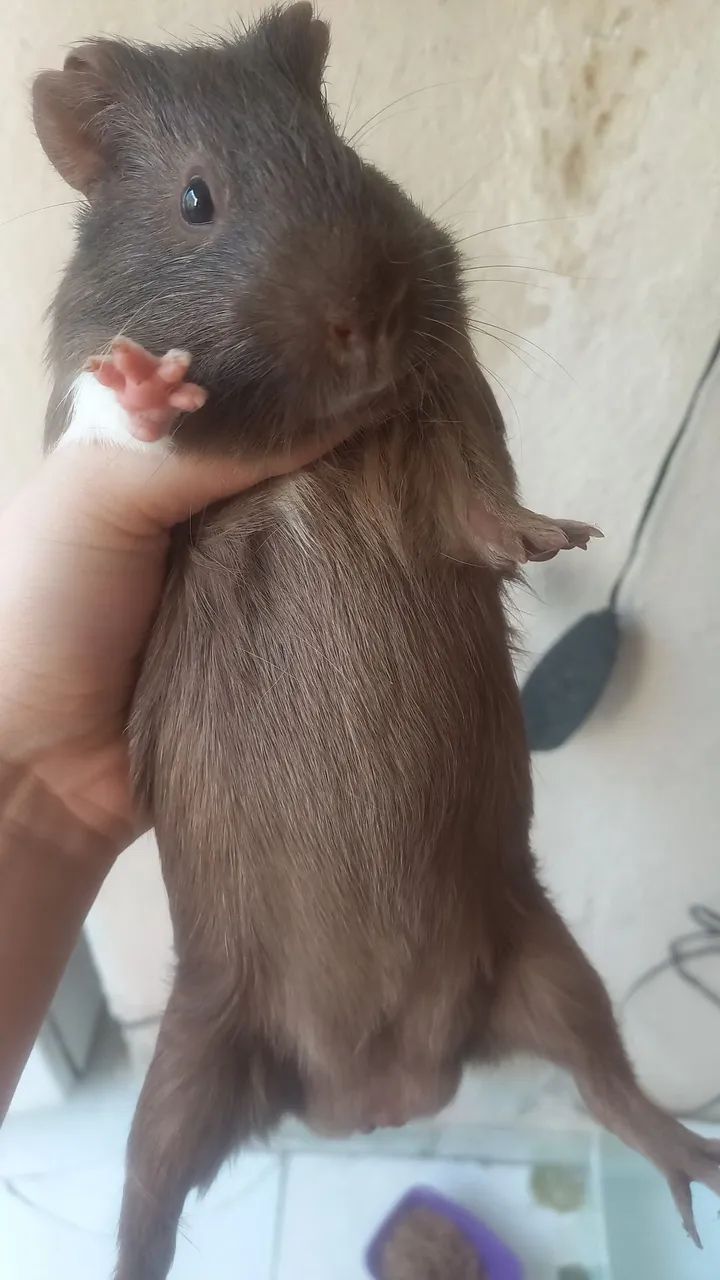 Porquinho-da-Índia Macho - Foto 3