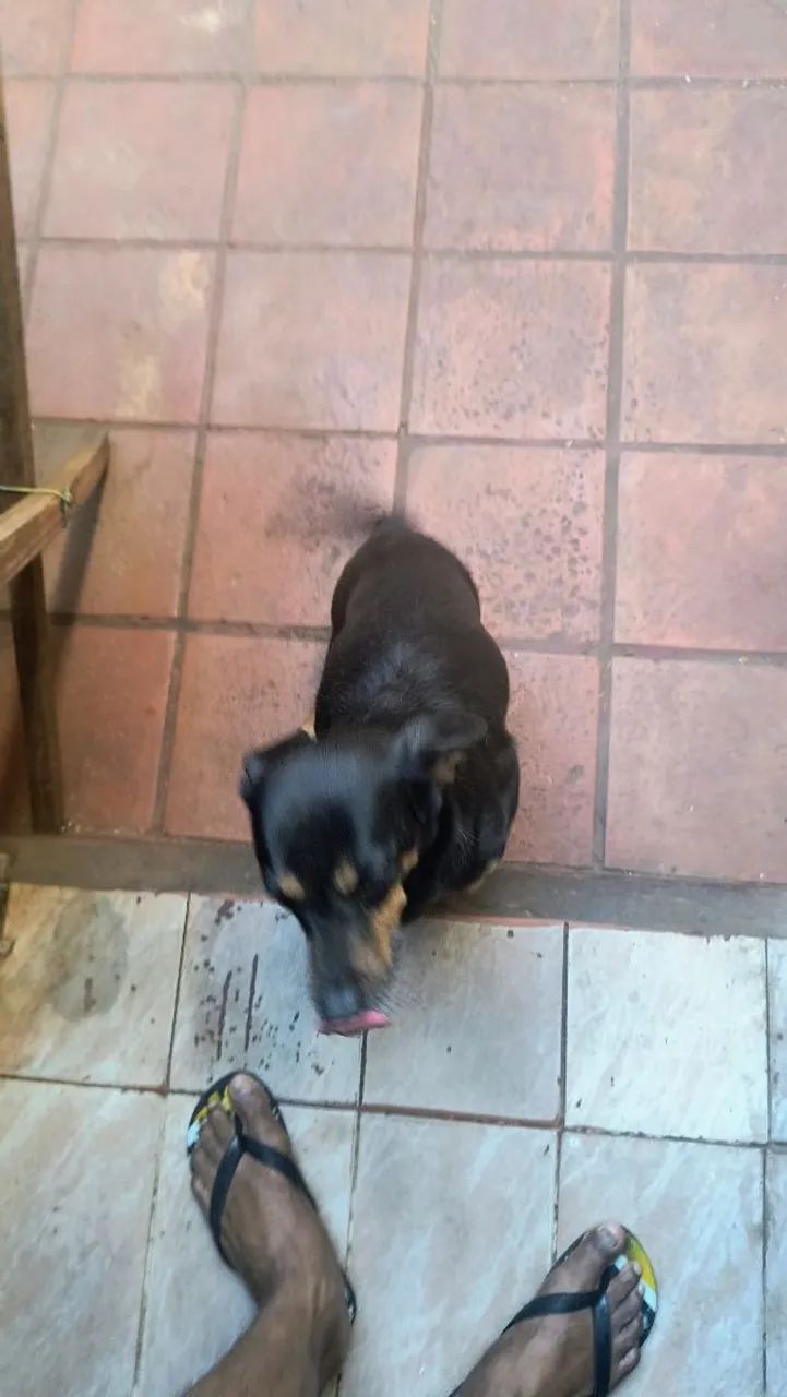 Adoção  - Foto 5