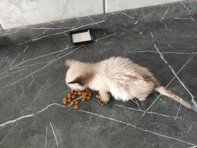 Adote 4 gatos Região do Barreiro - Foto 4