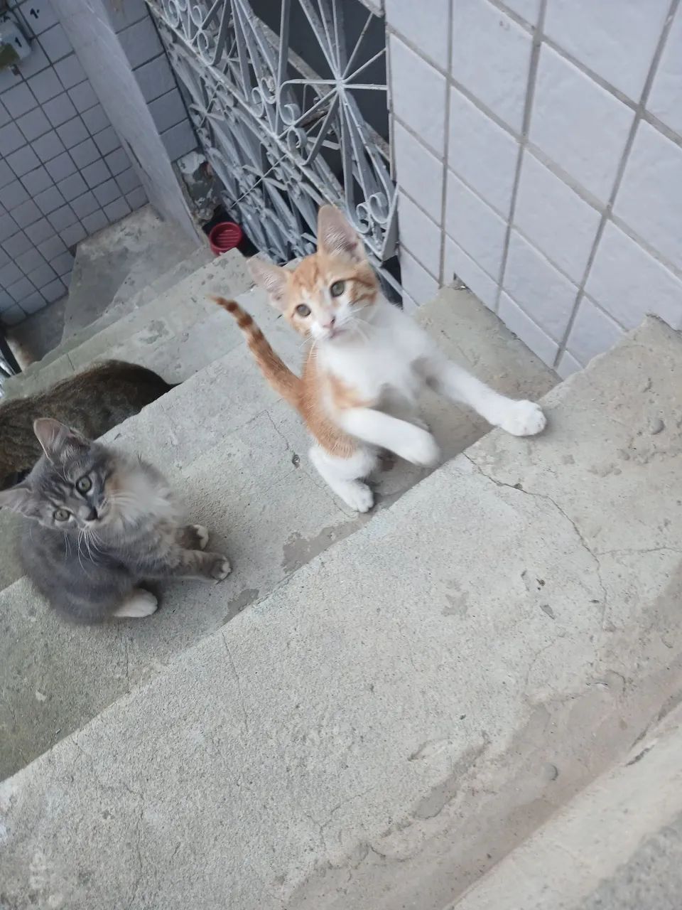 Adote um amigo felino!!! - Foto 2