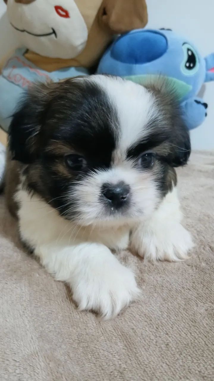 Machinho c/Pedigree  - Foto 4