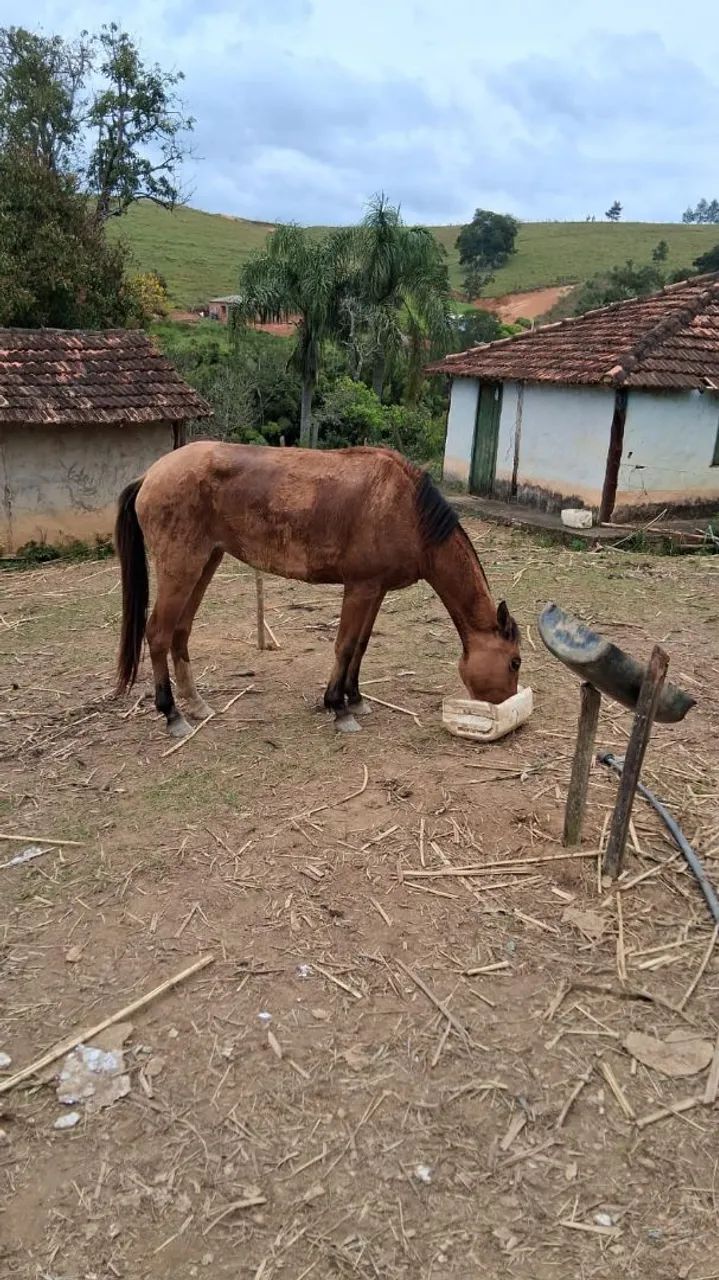 Égua baia  - Foto 2