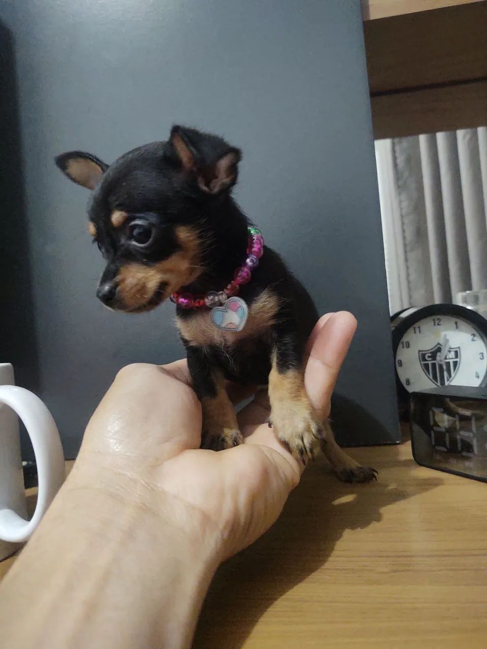 Pinscher  - Foto 3