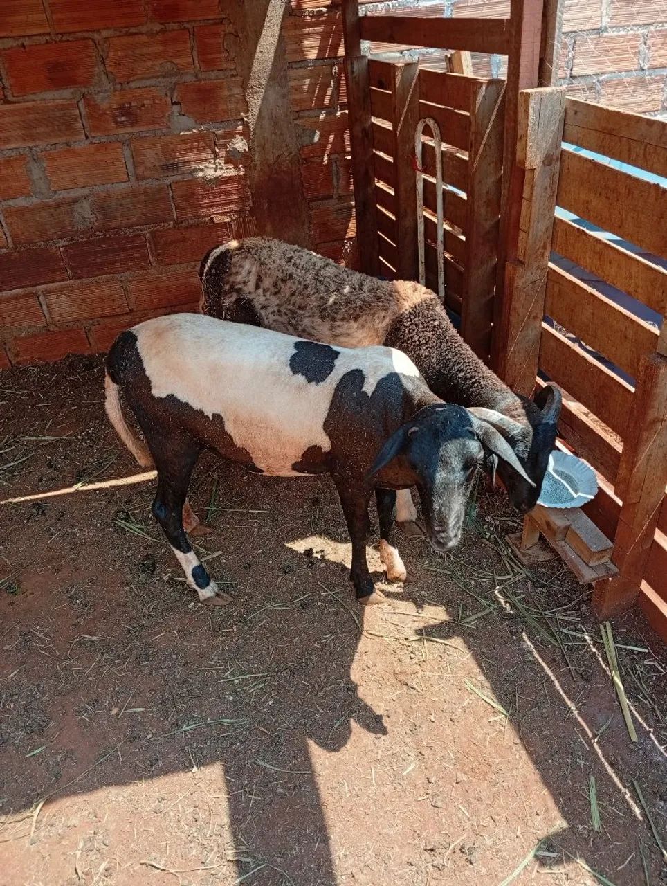 Ovelha