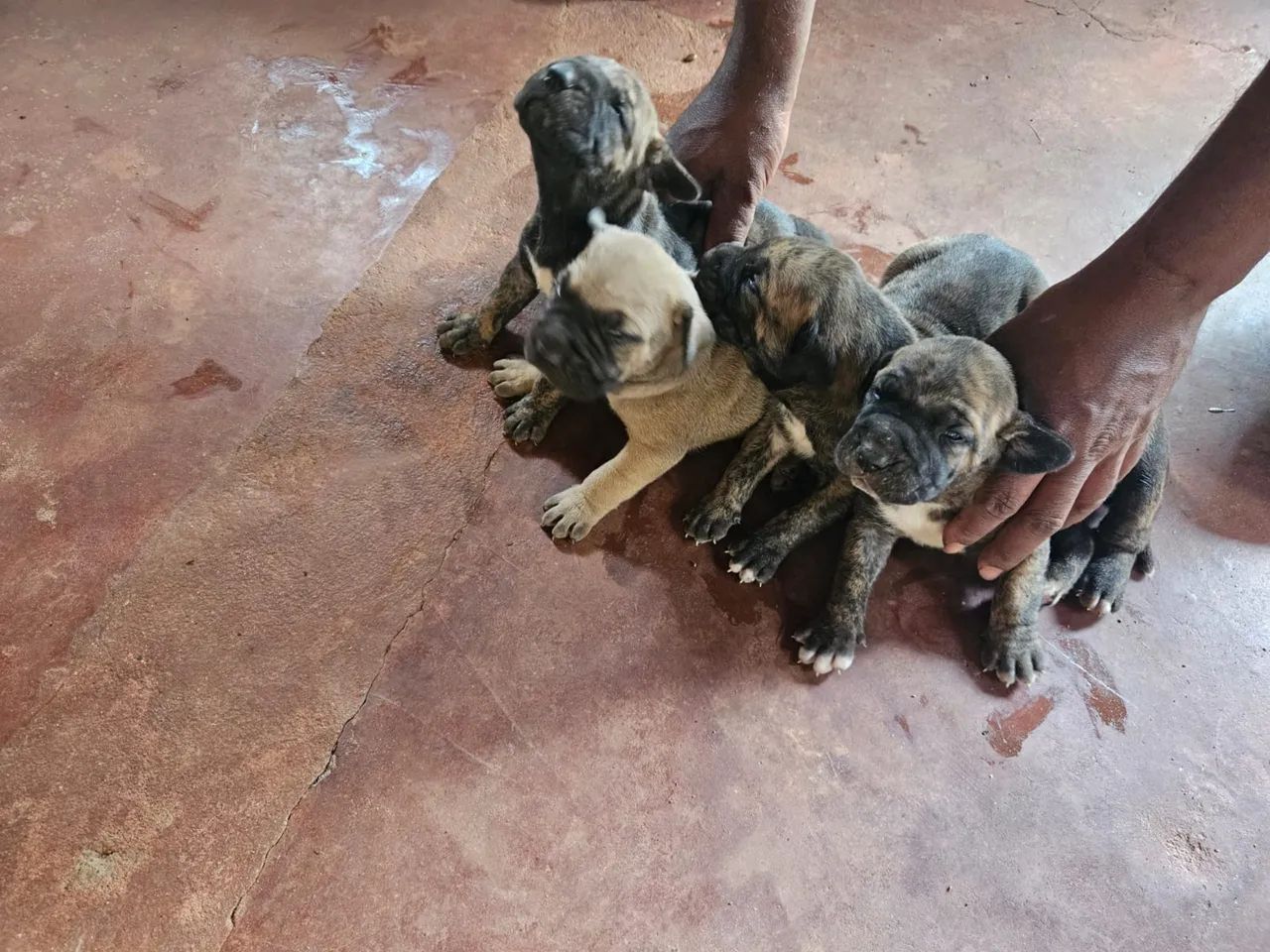 Canil Garça Negra - Foto 5