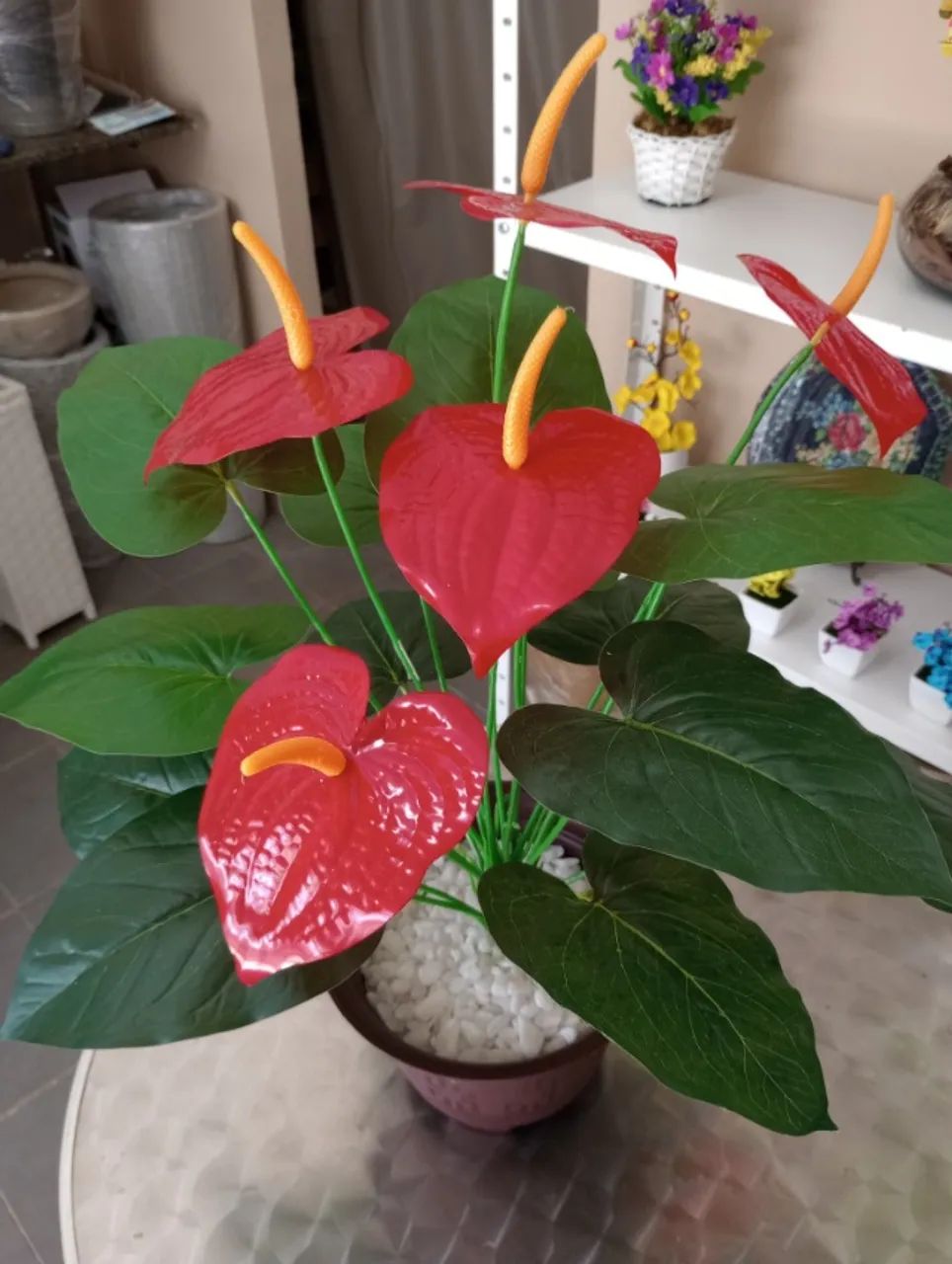 anturio vermelho - Foto 3