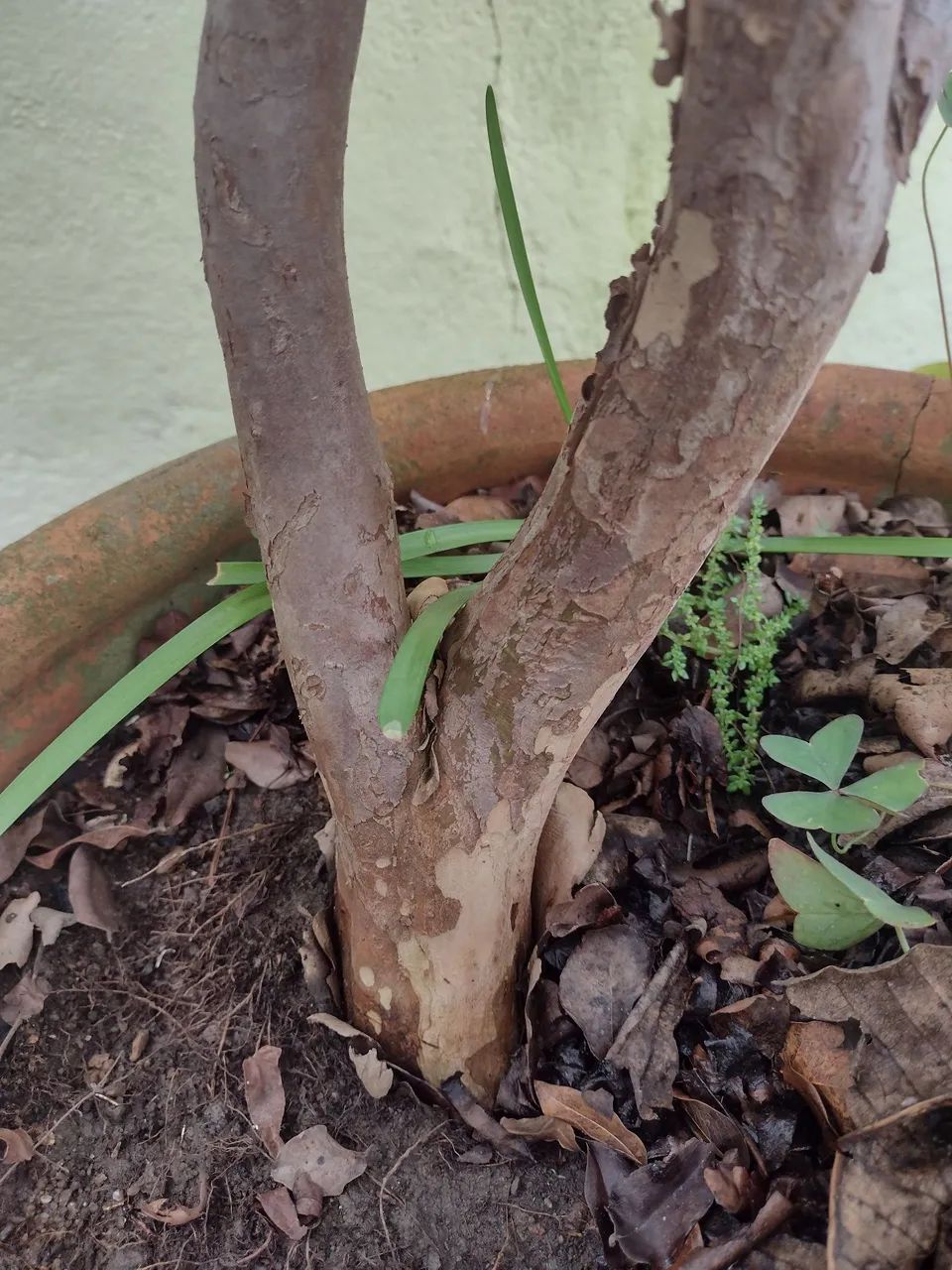 Muda de Jabuticaba Graúda olho de boi - Foto 3