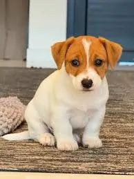 jack russel  Pequeno atleta.