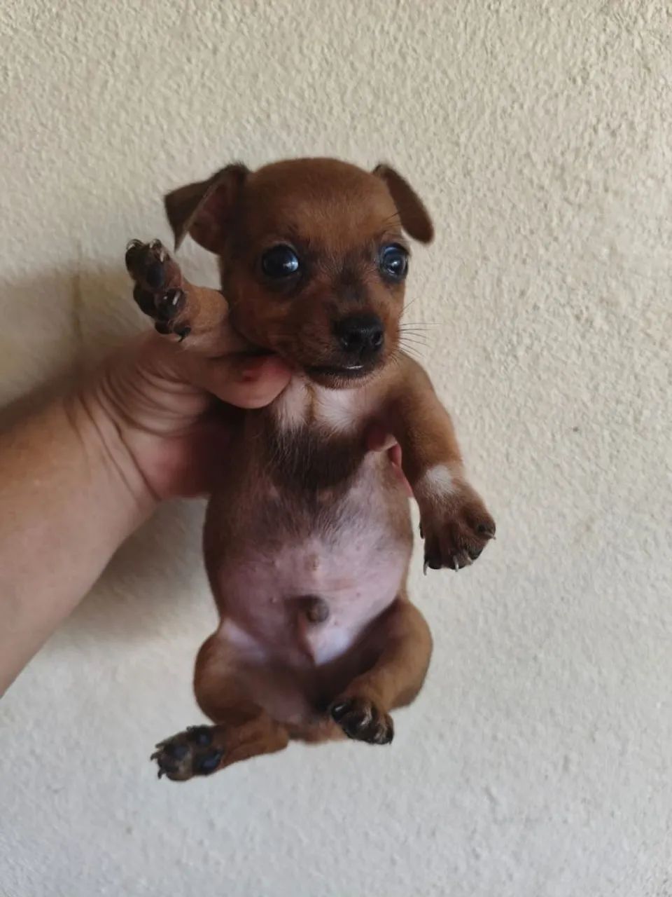 Pinscher zero  - Foto 4