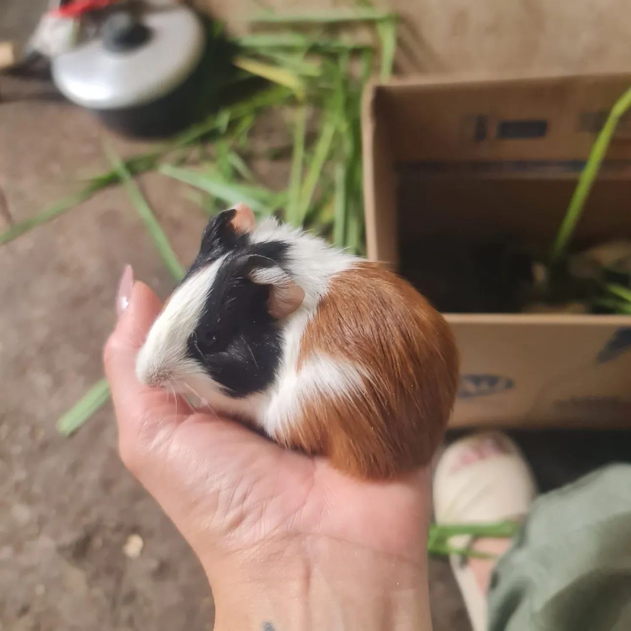 Porquinho da índia pra venda 