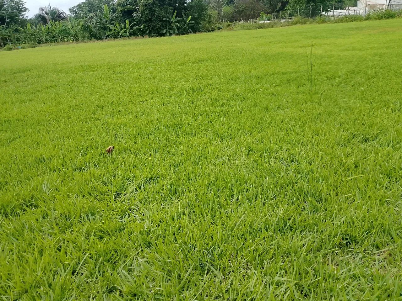 Grama esmeralda em tapetes 