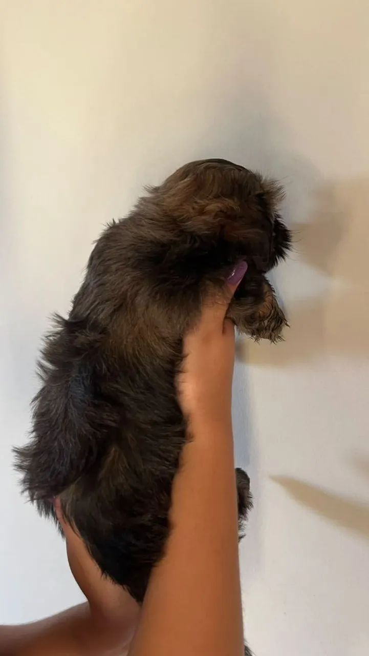 Lhasa Apso Puro macho - Foto 3