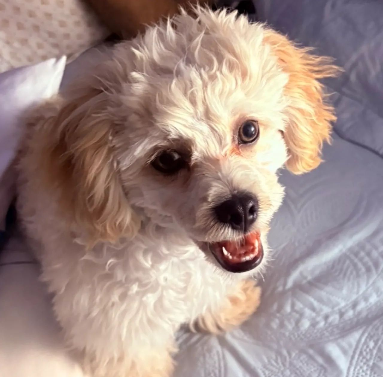 Doação de um poodle toy bege - Foto 5