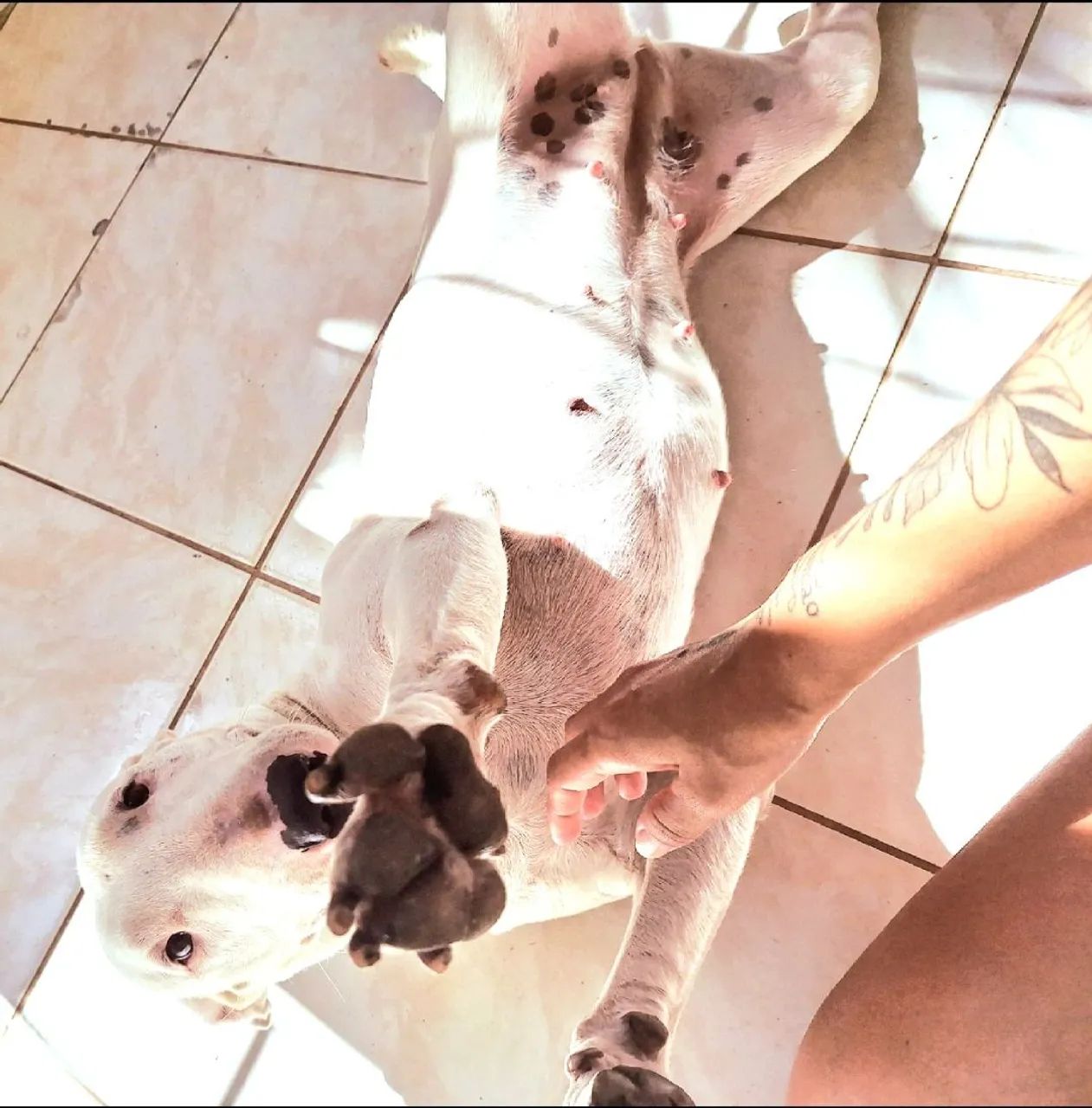 Doação  - Foto 3