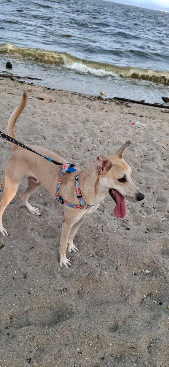 Cachorro para adoção responsável!! - Foto 2