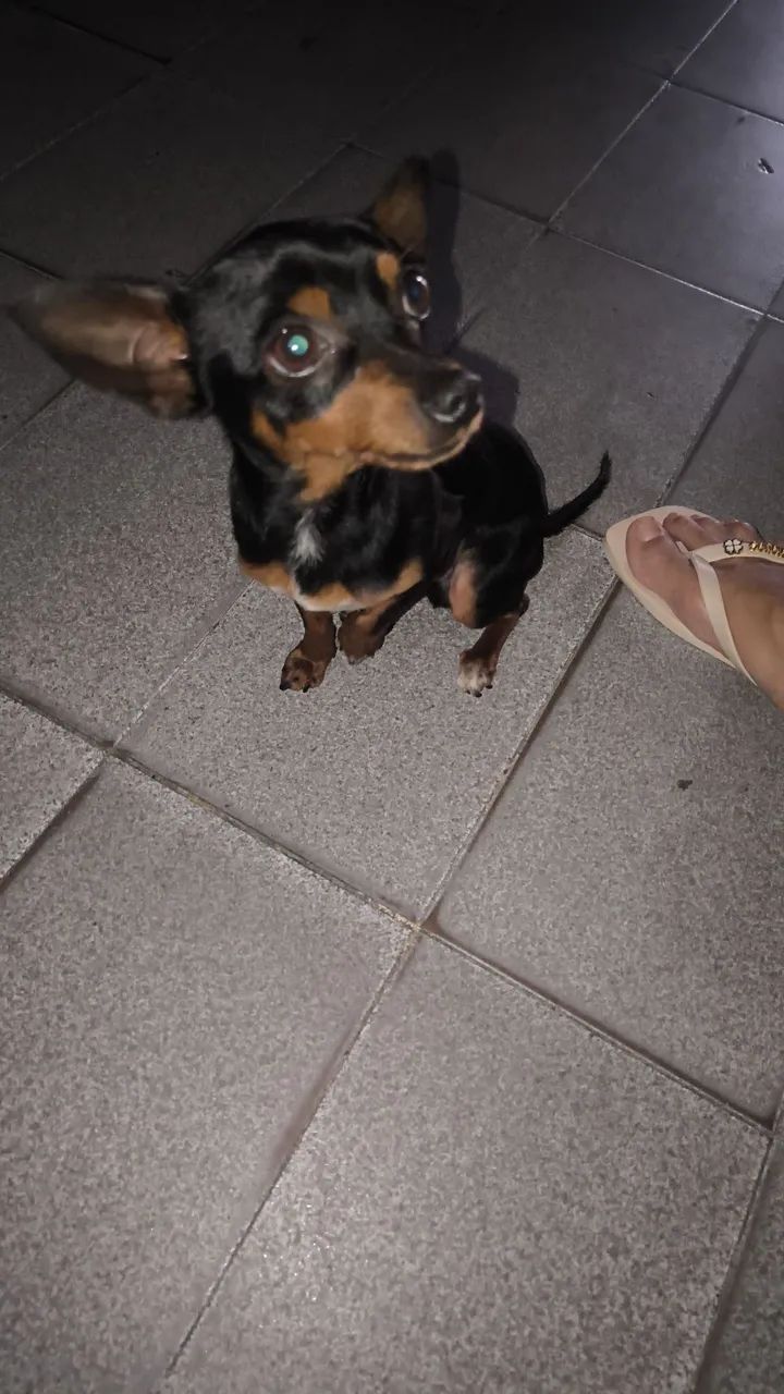 A procura de uma namorada 