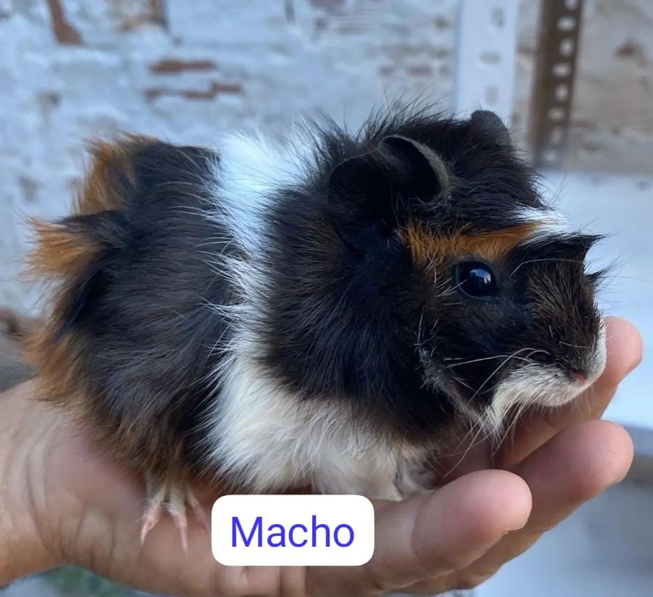 Porquinho da índia 424794622211532801