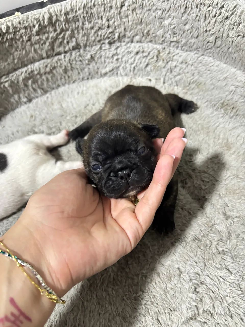Vendo buldogue francês- fêmea  - Foto 4