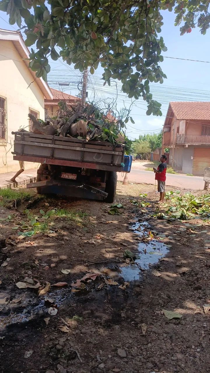 Poda e corte de árvores  - Foto 4