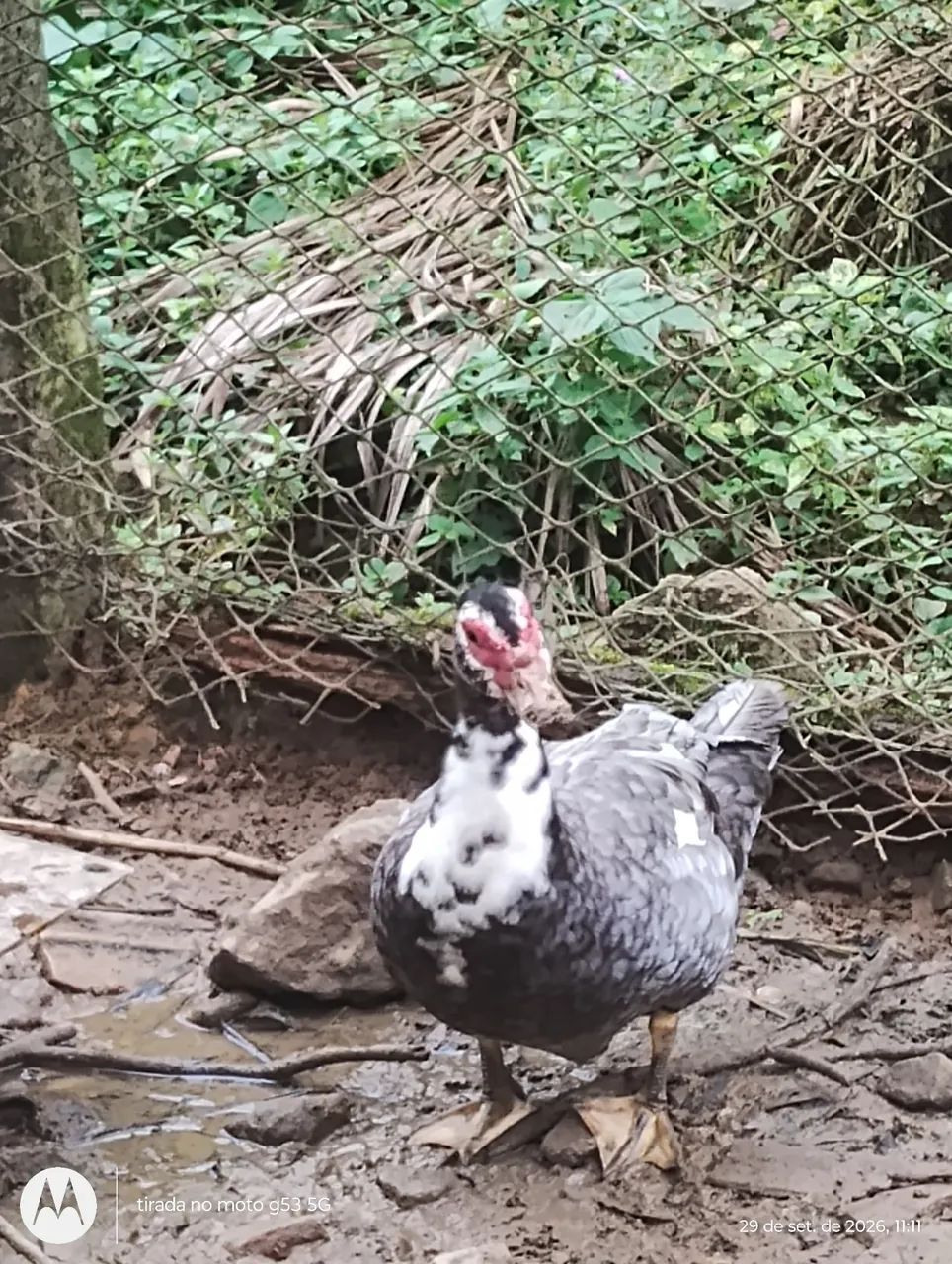 Patos e patas  - Foto 2