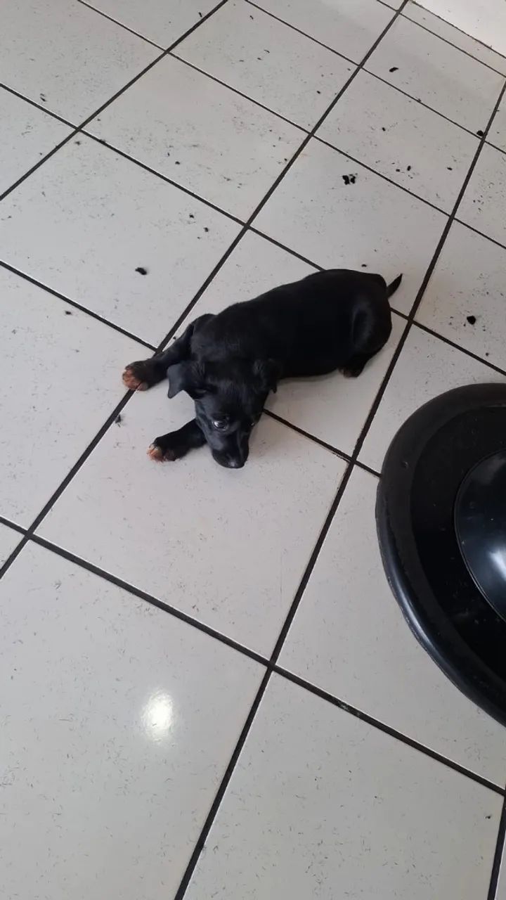 Doação de cachorro  - Foto 2
