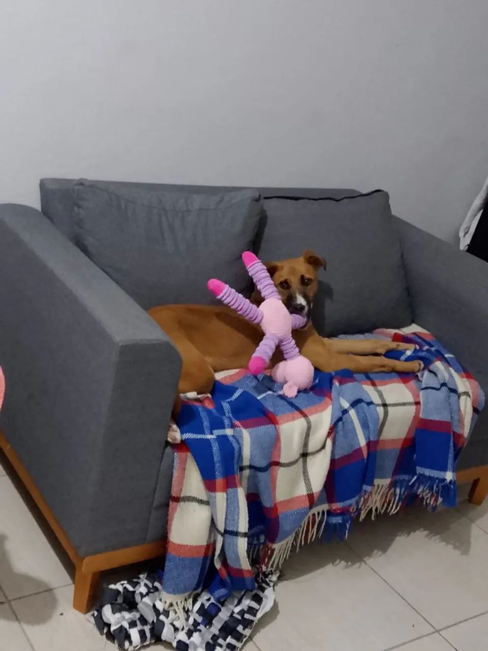 Doação responsável  - Foto 3