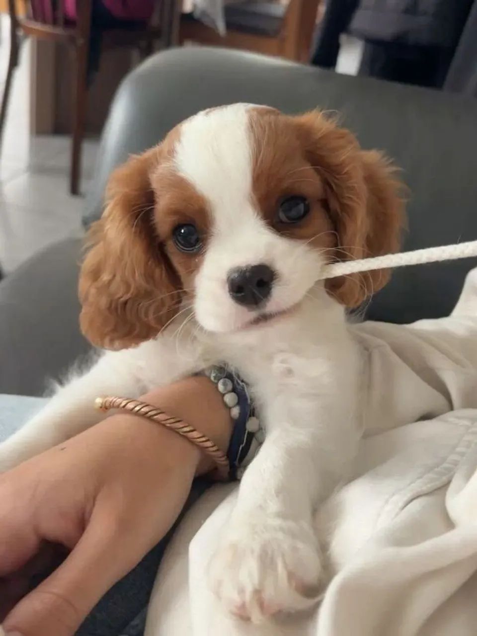 Filhotes de Cavalier king  - Foto 3