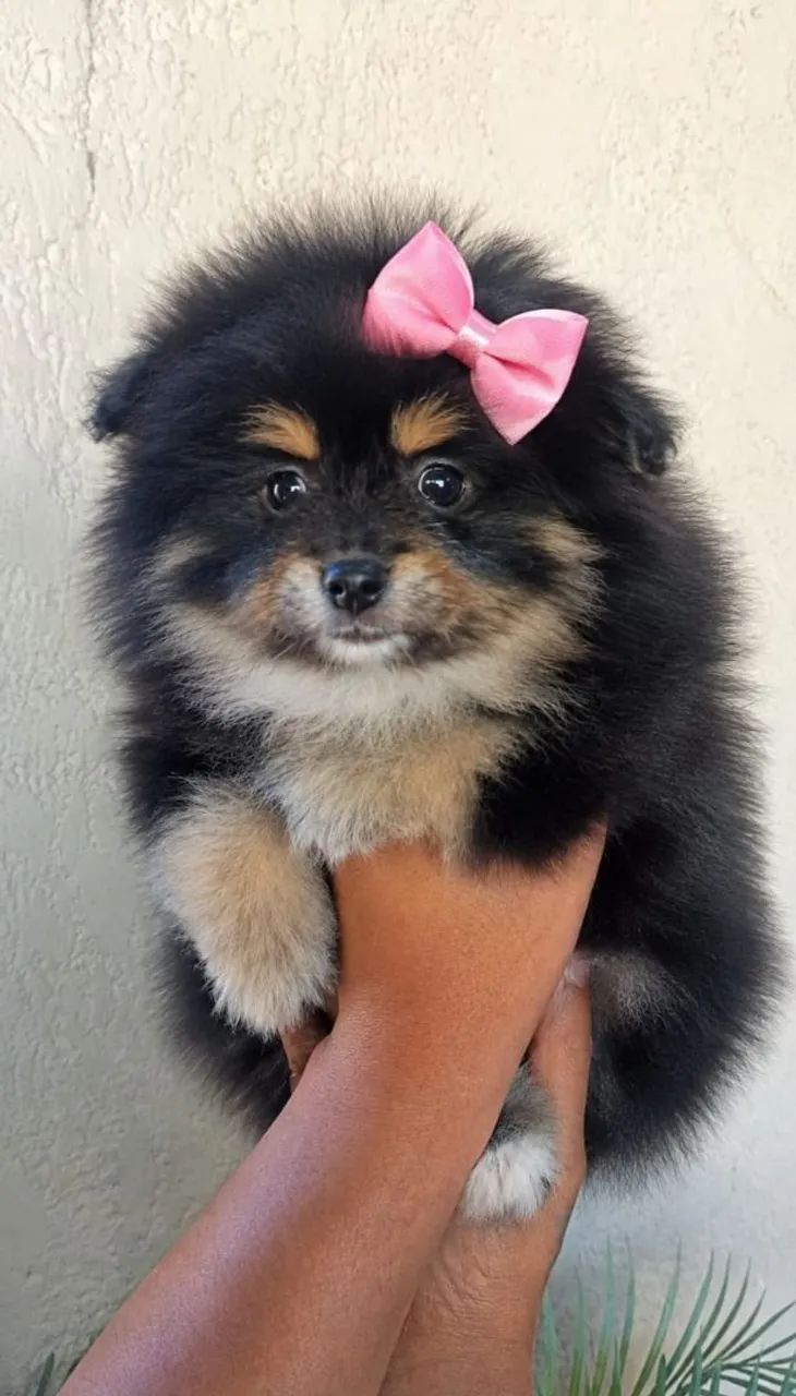 Spitz fêmea com 3 meses - Foto 2