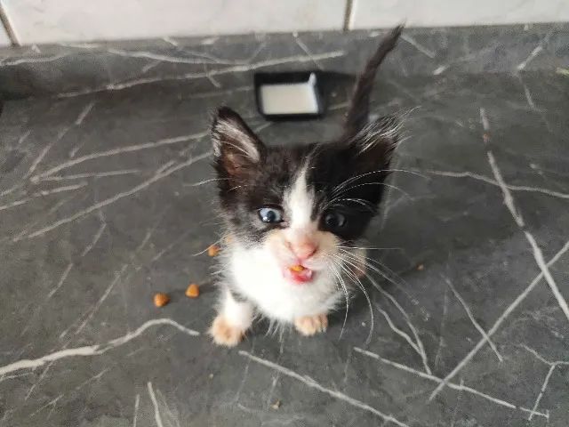 Adote 4 gatos Região do Barreiro
