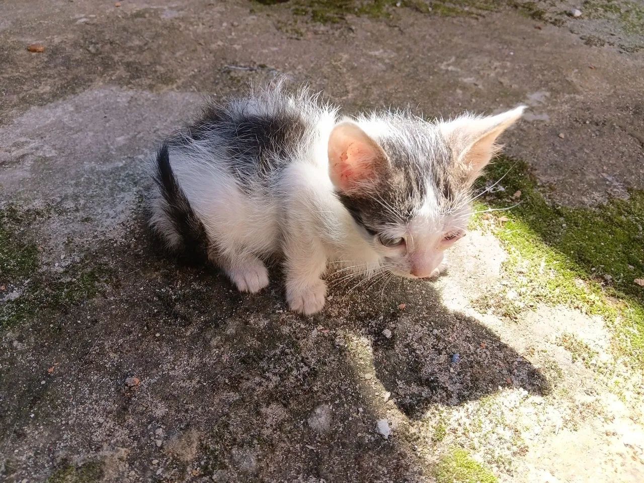 Doação de gatinhos! - Foto 5