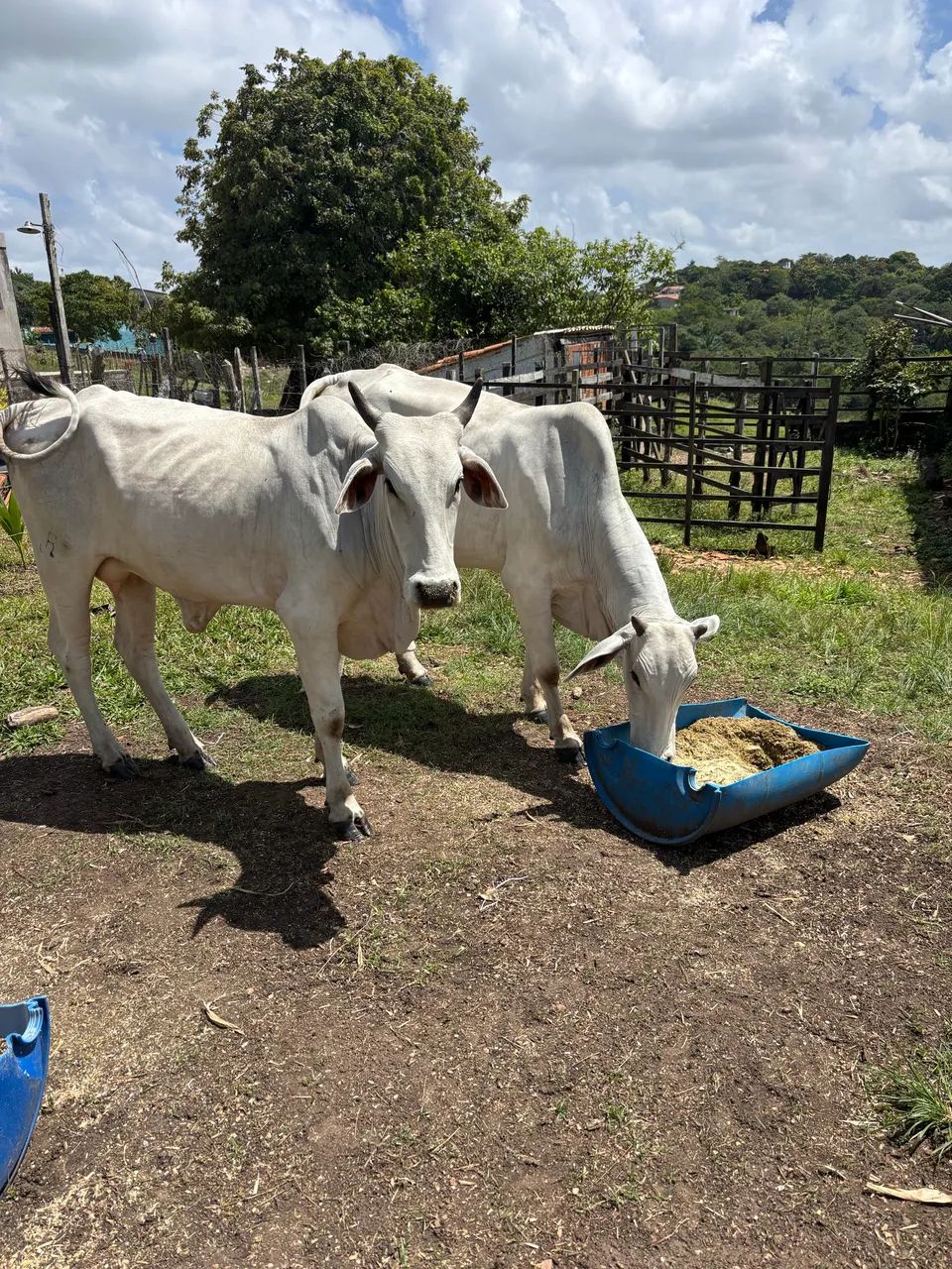 Vacas - Foto 4