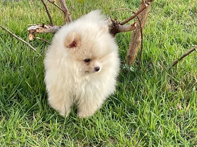 Spitz Anâo Ursinho Com Pedigree. - Foto 2