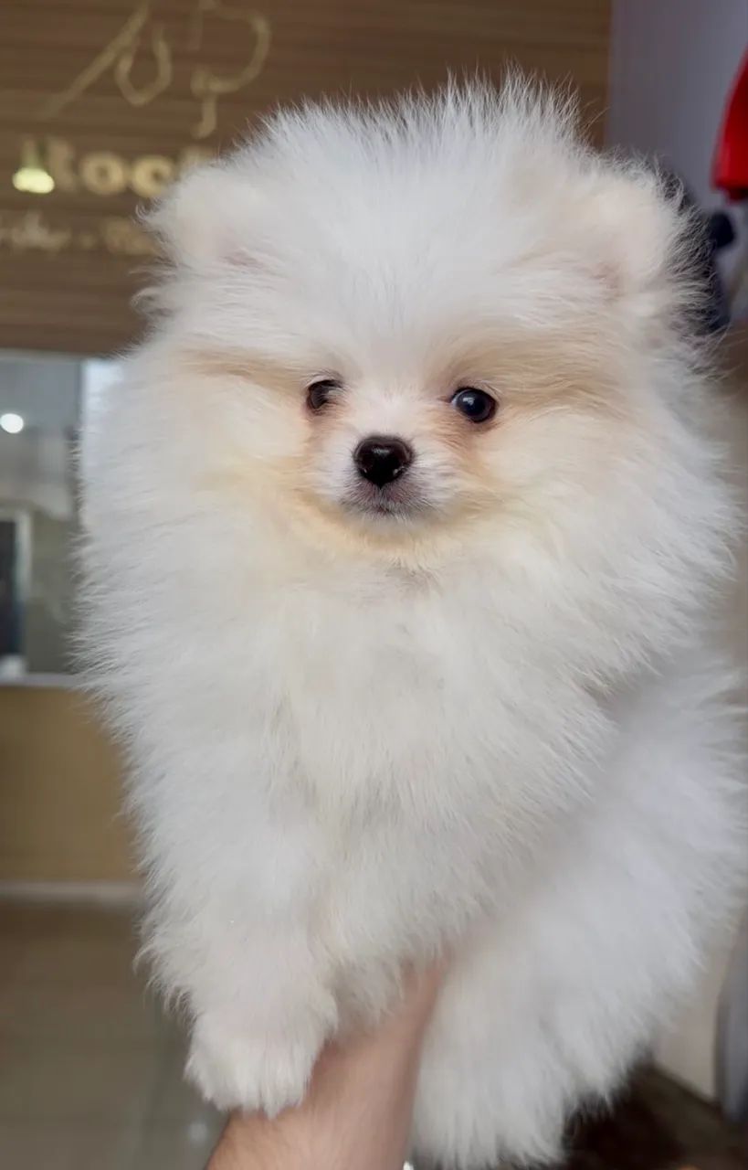 Spitz Alemão  - Foto 3