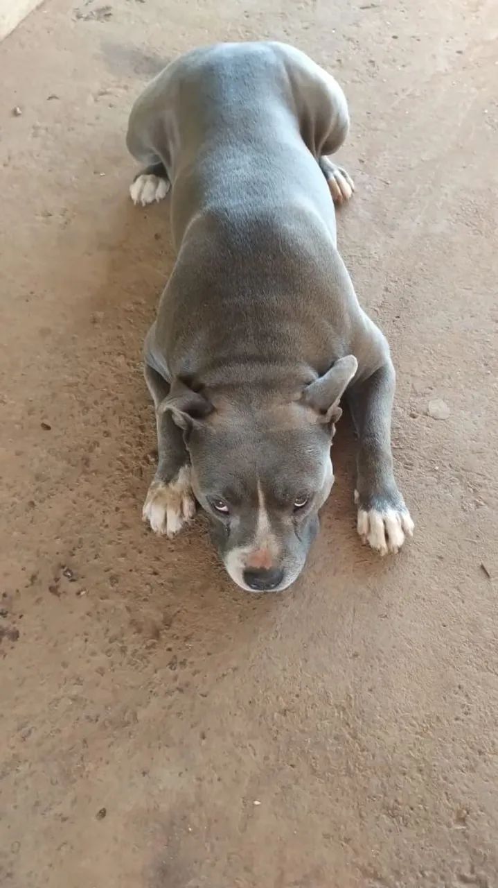Doação  responsável.  Pitbul  - Foto 2