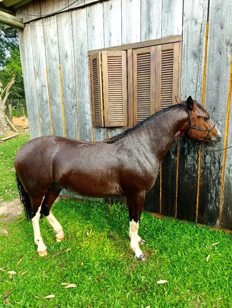 VENDO LINDO POTRO CRIOULO - Foto 2
