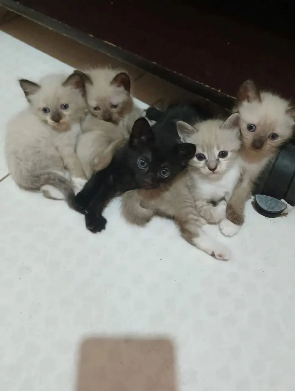 gatinhos para doação 