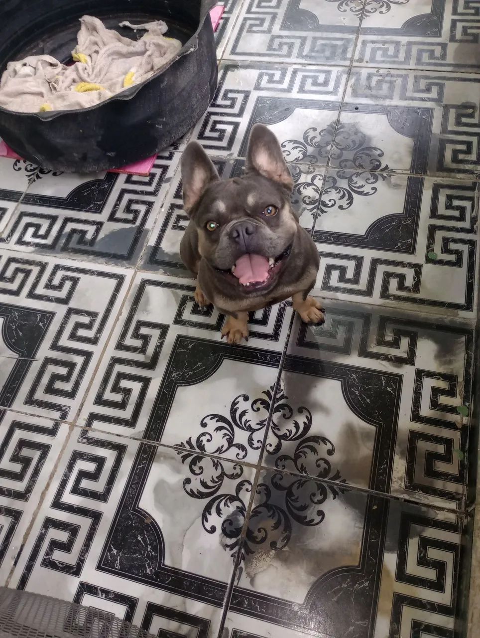 Buldogue francês  - Foto 2
