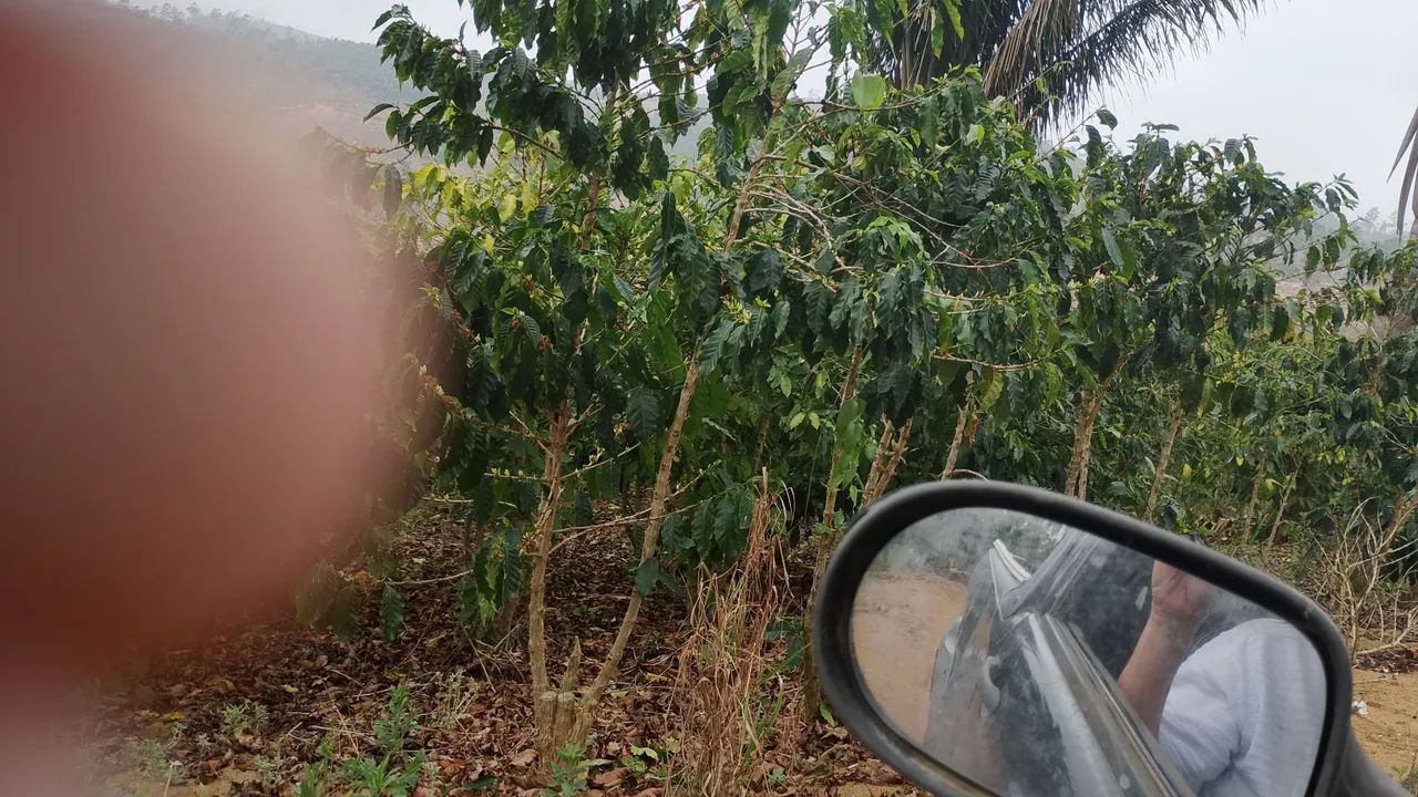 Terreno com café  - Foto 3