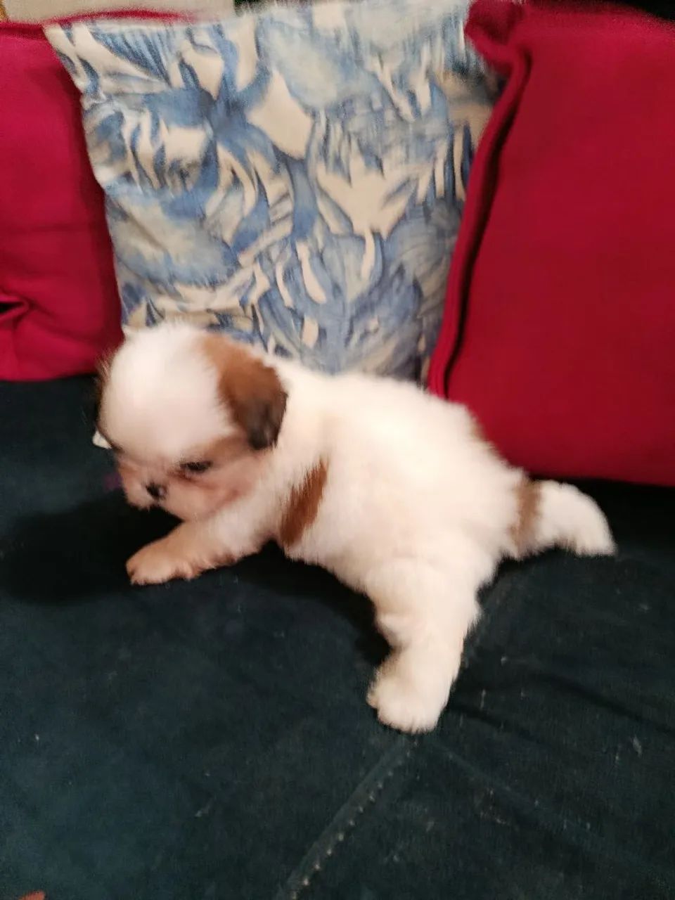 Cachorra Shitzu  - Foto 5