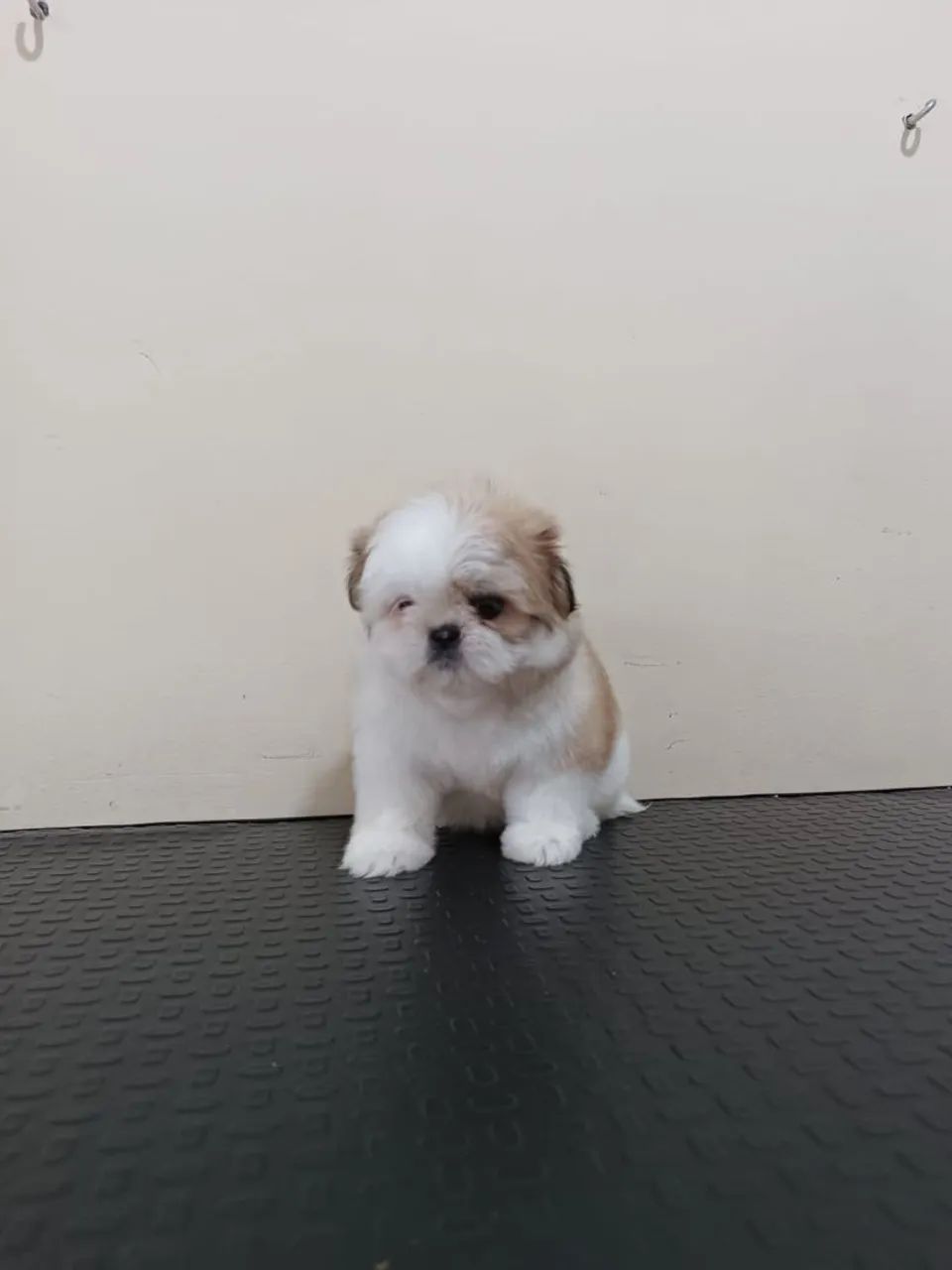 Shih Tzu disponível  - Foto 3