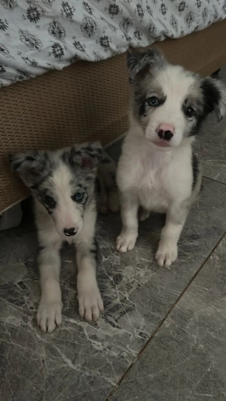 Cachorro  - Foto 2
