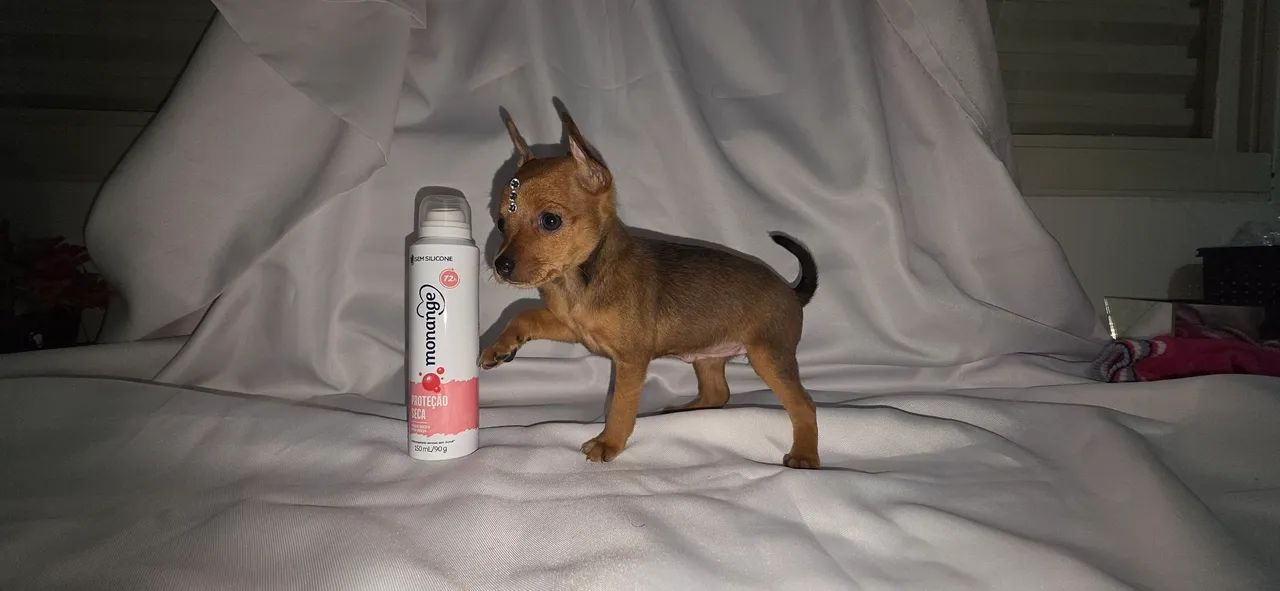 Pinscher fêmea e macho  - Foto 5