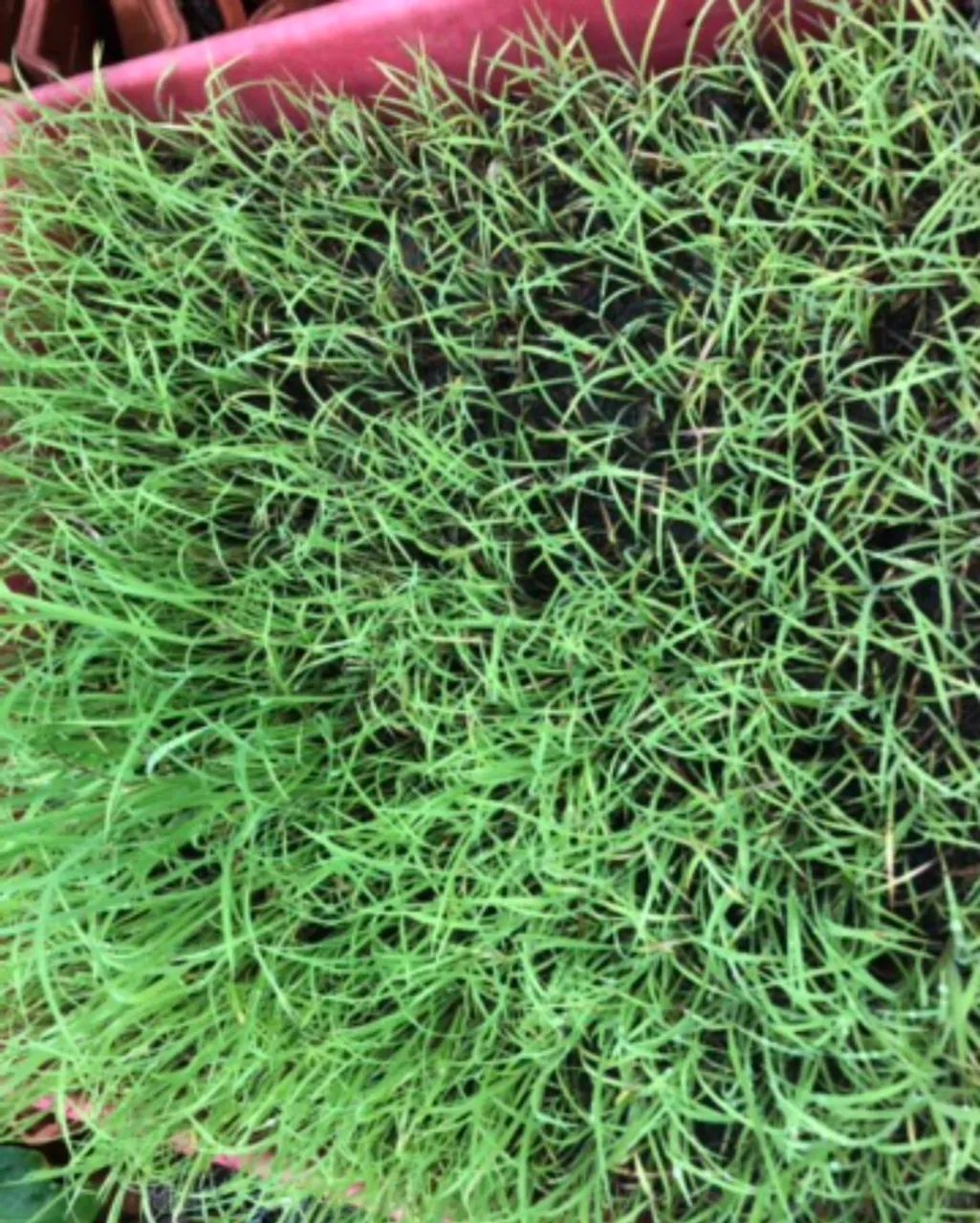 sementes para pasto - Foto 4