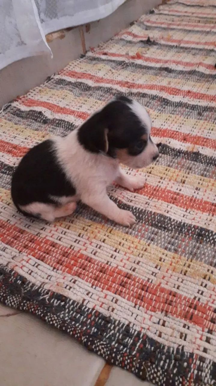 Filhotes de Pincher  - Foto 2