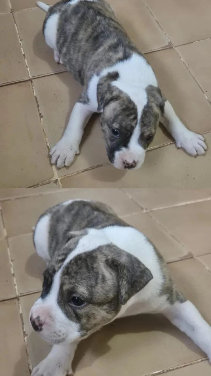 Pitmonster macho