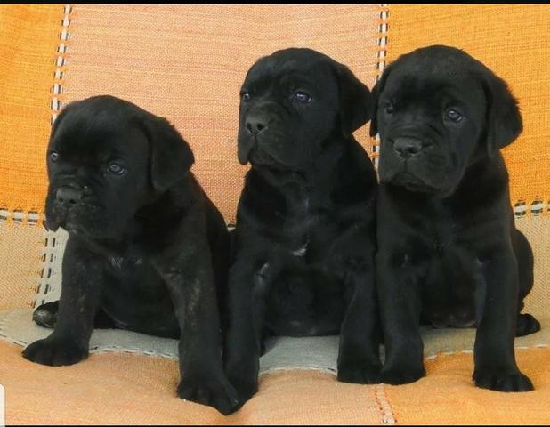 Filhotes de Cane Corso Italiano 10 x sjuros