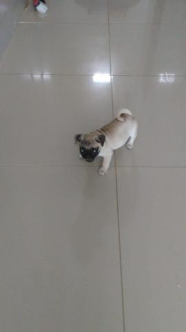 Filhote de Pug fêmea - Foto 4