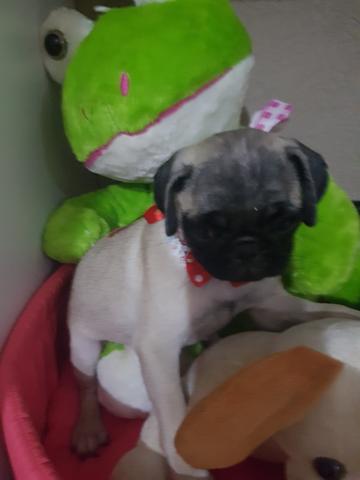 Vende se filhotes pug femea 1650 E Machinho 1200