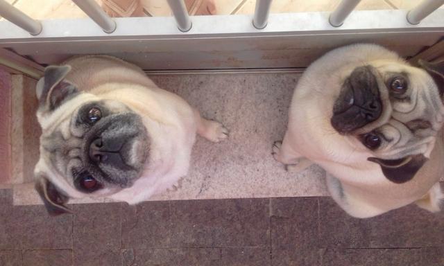 PUG Fêmea - Foto 2