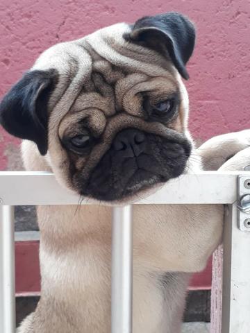 PUG Fêmea - Foto 3